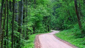 Jazda po alkoholu drogą leśną