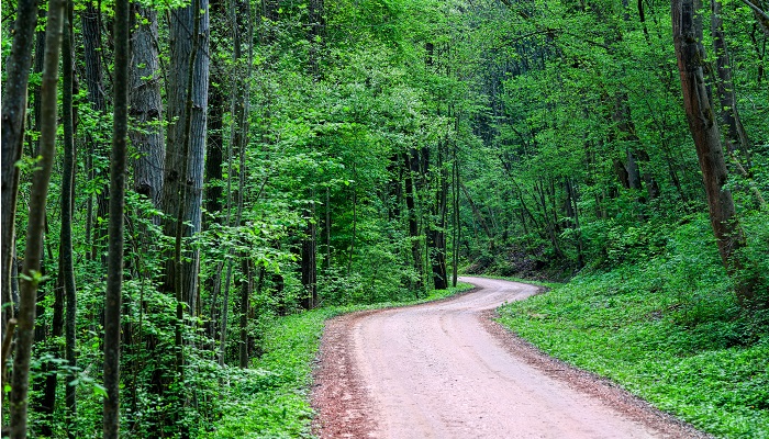 Jazda po alkoholu drogą leśną